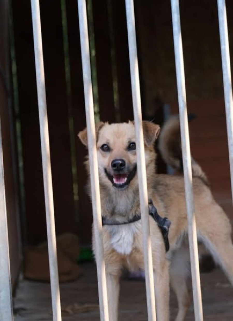 ZAGINĄŁ PIES – HOMEREK