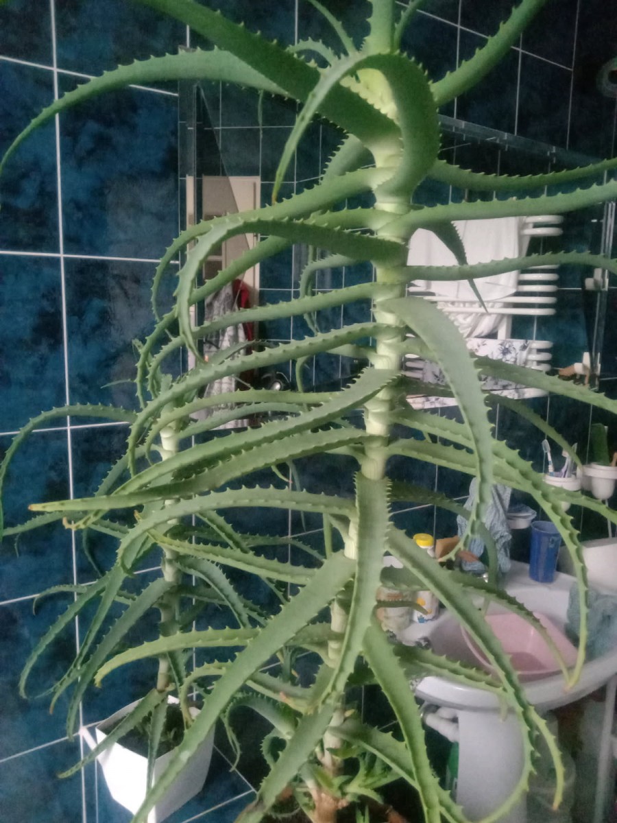 Kwiaty ALOES