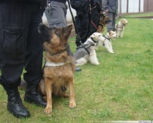 Nabór psów do służby w Policji