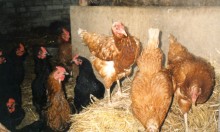 Można już wypuszczać kury z kurników