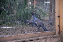 Samica głuszca z Puszczy Augustowskiej zamieszka w Warszawie