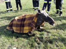 Straż pożarna Augustów. Uratowali młodą klępę [zdjęcia]