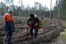 Sadzi jedno drzewko na sekundę. Putiputek pomaga odnowić zasoby leśne [zdjęcia]