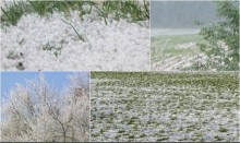 Straty po przymrozkach. Pomoc dla jednego gospodarstwa do 15 tys. euro 