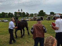 Whyski, Wirek i Furia najpiękniejsze. Wystawa koni w Bakałarzewie [zdjęcia]