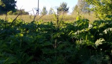 Suwałki. Niebezpieczny barszcz Sosnowskiego w pobliżu ogródków działkowych