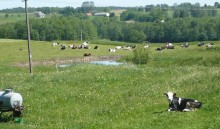 Nowe formy wsparcia dla producentów mleka, świń i owiec