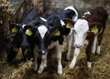 Uwaga, producenci mleka, hodowcy świń lub owiec. Agencja zrefunduje część kosztów