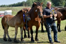 10. Powiatowa Wystawa Koni Zimnokrwistych