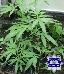 Gmina Przerośl. Uprawiał konopie