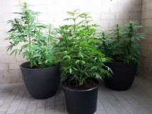 Po nitce do kłębka. Policjanci  z Augustowa zatrzymali uprawiającego konopie