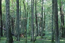 puszcza_09.jpg