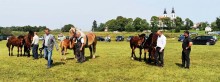 Piękne klacze w Bakałarzewie. Ogierów też nie zabrakło [zdjęcia]