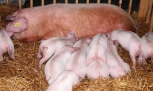 Sejny i  Giby. Obszar zagrożony afrykańskim pomorem świń – zakazy i nakazy