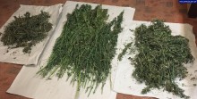 Policjanci zabezpieczyli ponad 5 kilogramów marihuany