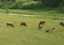 Gospodarstwo przyjazne przyrodzie. Do wygrania nagrody za 1500, 1000 i 500 zł 
