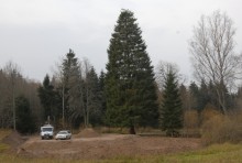 Świerk z nadleśnictwa Gołdap stanie na placu w Watykanie