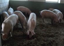 Rolniku, policz swoje zwierzęta. Pod groźbą grzywny