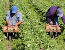 Odpłatny pomocnik rolnika. Umowa na pracę przy zbiorach  