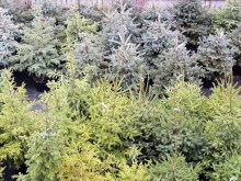 Rozdajemy świąteczne prezenty