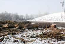 s61wycinka-drzew015.jpg