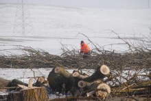 s61wycinka-drzew026.jpg