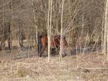 Wycinka drzew i krzewów bez zezwolenia. Kto w Suwałkach może wyciąć, a kto nie?