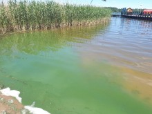 Zakwit sinic w Augustowie. Nie popływasz w jeziorze Necko