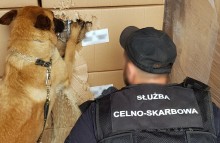 Gigantyczna kontrabanda w pociągu towarowym. Owczarek belgijski wywąchał papierosy [zdjęcia]