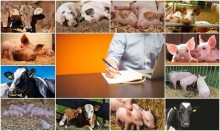Rejestracja zwierząt gospodarskich. Będzie mniej biurokracji 