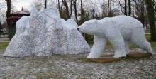 Białe niedźwiedzie czekają na śnieg i mróz, a dzieci na prezenty [zdjęcia] 