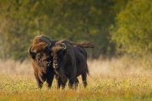 Nowe stado żubrów w Puszczy Augustowskiej [wideo]