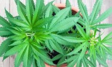 Kukiz '15 chce umożliwić rolnikom  uprawę konopi siewnej 