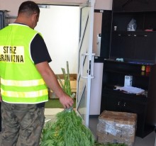Funkcjonariusze Straży Granicznej zlikwidowali plantację. Można byłoby uzyskać 3 kg marihuany