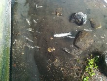 Śnięcie ryb w Czarnej Hańczy. W suwalskiej oczyszczalni ścieków doszło do awarii [zdjęcia]