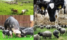 Ubój zwierząt na użytek własny. Będą nowe zasady