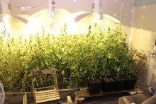 Augustów. Sto trzydzieści krzaków i torba z konopiami w zamrażarce