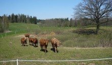 Restrukturyzacja małych gospodarstw – wnioski od 18 czerwca do 17 lipca. Można otrzymać 60.000 zł