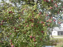 Nowy zawód - pomocnik rolnika. Zawrzesz z nim umowę do czterech miesięcy 