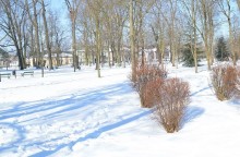 Wirusy nie lubią zimy? To mit, mrozy nie są im straszne