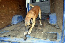 Budzisko. Gotam wywęszył kontrabandę