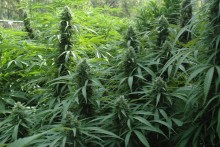 Uprawiali i wprowadzali do obrotu kilogramy marihuany. Akt oskarżenia trafił do suwalskiego sądu