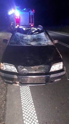 Gołdap. Łoś wpadł pod koła Volva