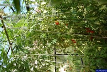 Olecko. Marihuana wśród pomidorów