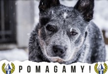 Kibice Wigier Suwałki zachęcają do pomagania czworonogom. Ruszyła zbiórka karmy