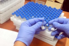 Chiński hormon wzrostu w przesyłce kurierskiej