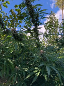 Ponad dwumetrowe konopie w lesie koło Kolnicy [zdjęcia]