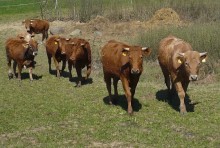 Warmińsko-Mazurska Wystawa Zwierząt Hodowlanych. Duże wydarzenie w Ostródzie  