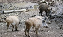 Kolejne przypadki choroby ASF u dzików. Płoty na granicy, odstrzał i odłowy z uśmiercaniem