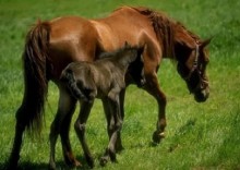 Przeciwko bestialskiemu traktowaniu zwierząt. Do więzienia nawet na 5 lat